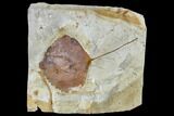 Fossil Leaf (Zizyphoides) - Montana #113134-1